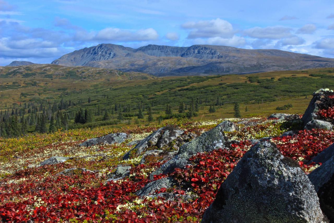 Caribou Lodge Alaska Talkeetna Zewnętrze zdjęcie