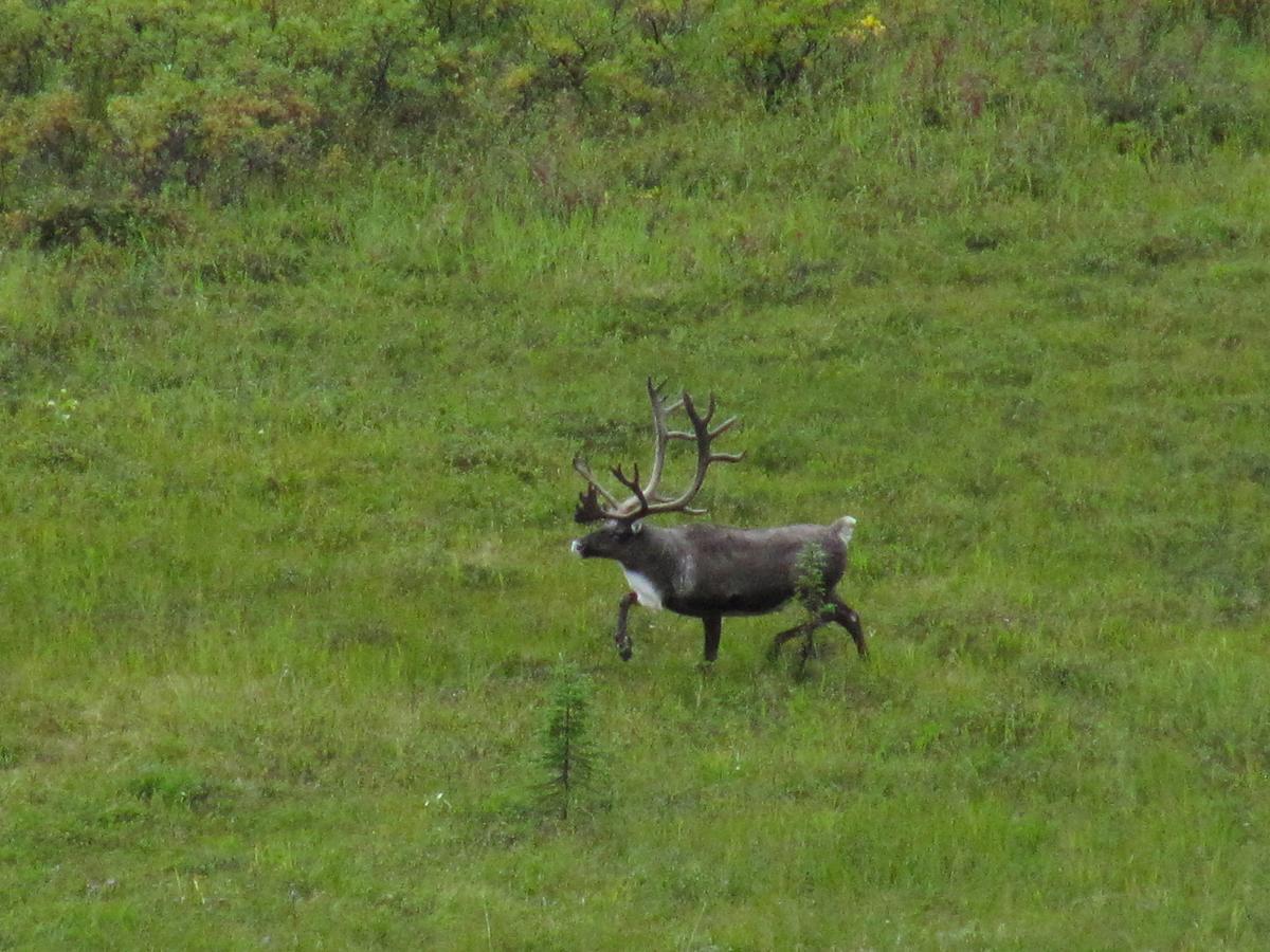 Caribou Lodge Alaska Talkeetna Zewnętrze zdjęcie