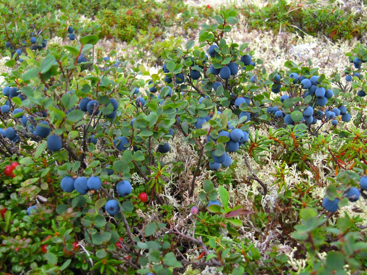 Caribou Lodge Alaska Talkeetna Zewnętrze zdjęcie