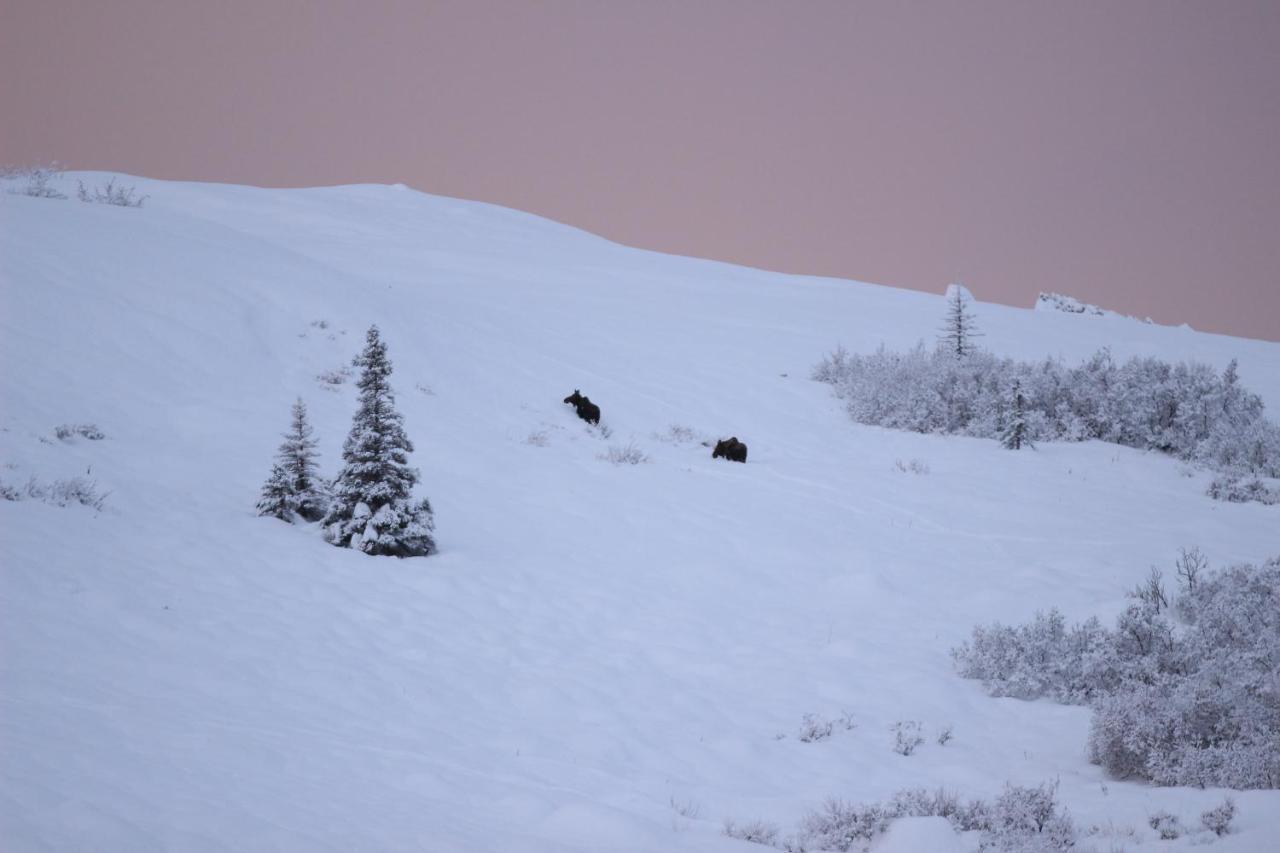 Caribou Lodge Alaska Talkeetna Zewnętrze zdjęcie