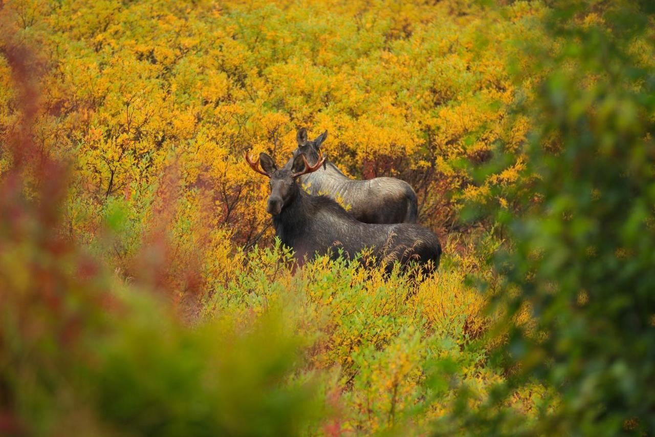 Caribou Lodge Alaska Talkeetna Zewnętrze zdjęcie